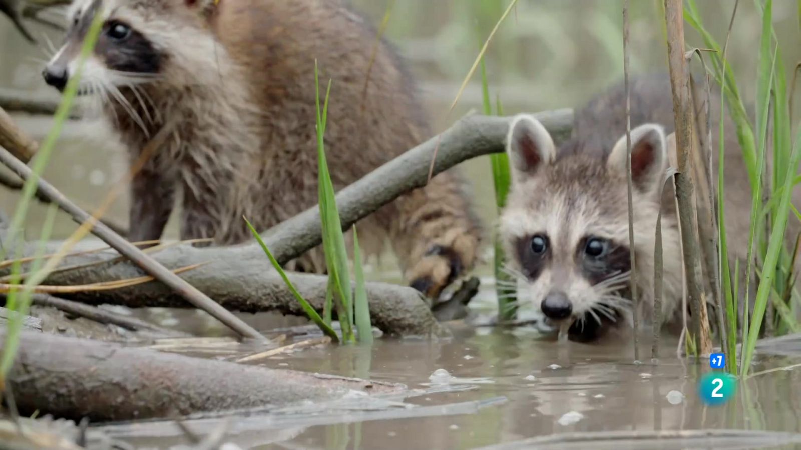 Grans Documentals - L'os rentador: El rei de la supervivència - Veure ara