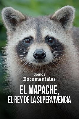Som Documentals - L'os rentador: El rei de la supervivència