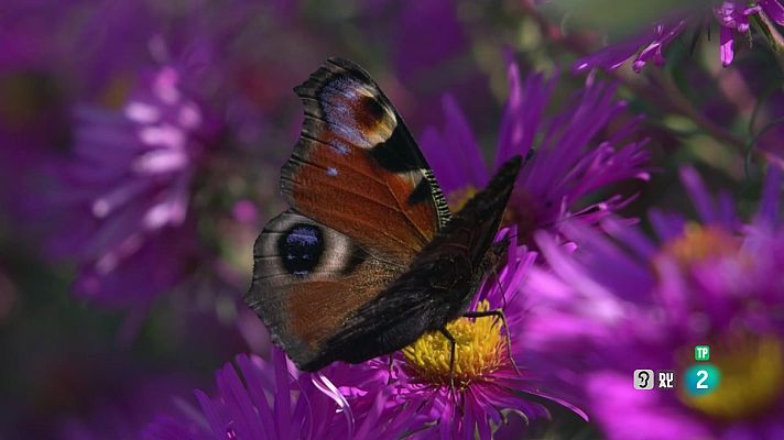 Som Documentals - Filles del sol: Les papallones