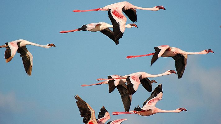 Somos documentales - Serengueti - ver ahora