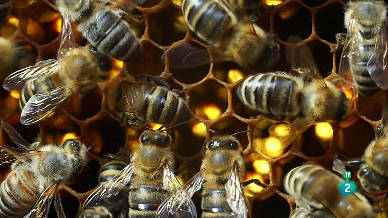 Grans Documentals - Filles del sol: Les abelles silvestres - Veure ara
