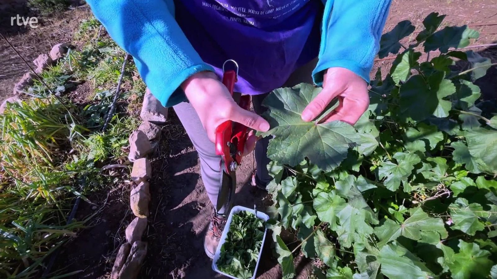 Flor de malva pel refredat - Va de Verd | RTVE Catalunya