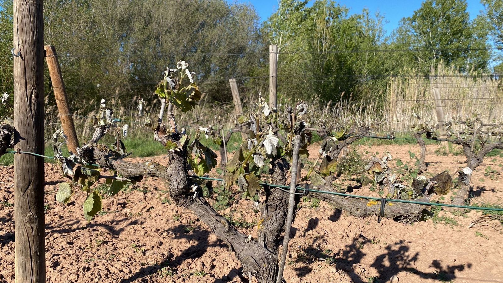 El granizo y las heladas se ceban con los campos de gran parte de España