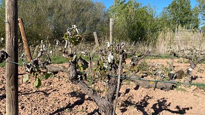 El granizo y las heladas se ceban con los campos de gran parte de Espaa