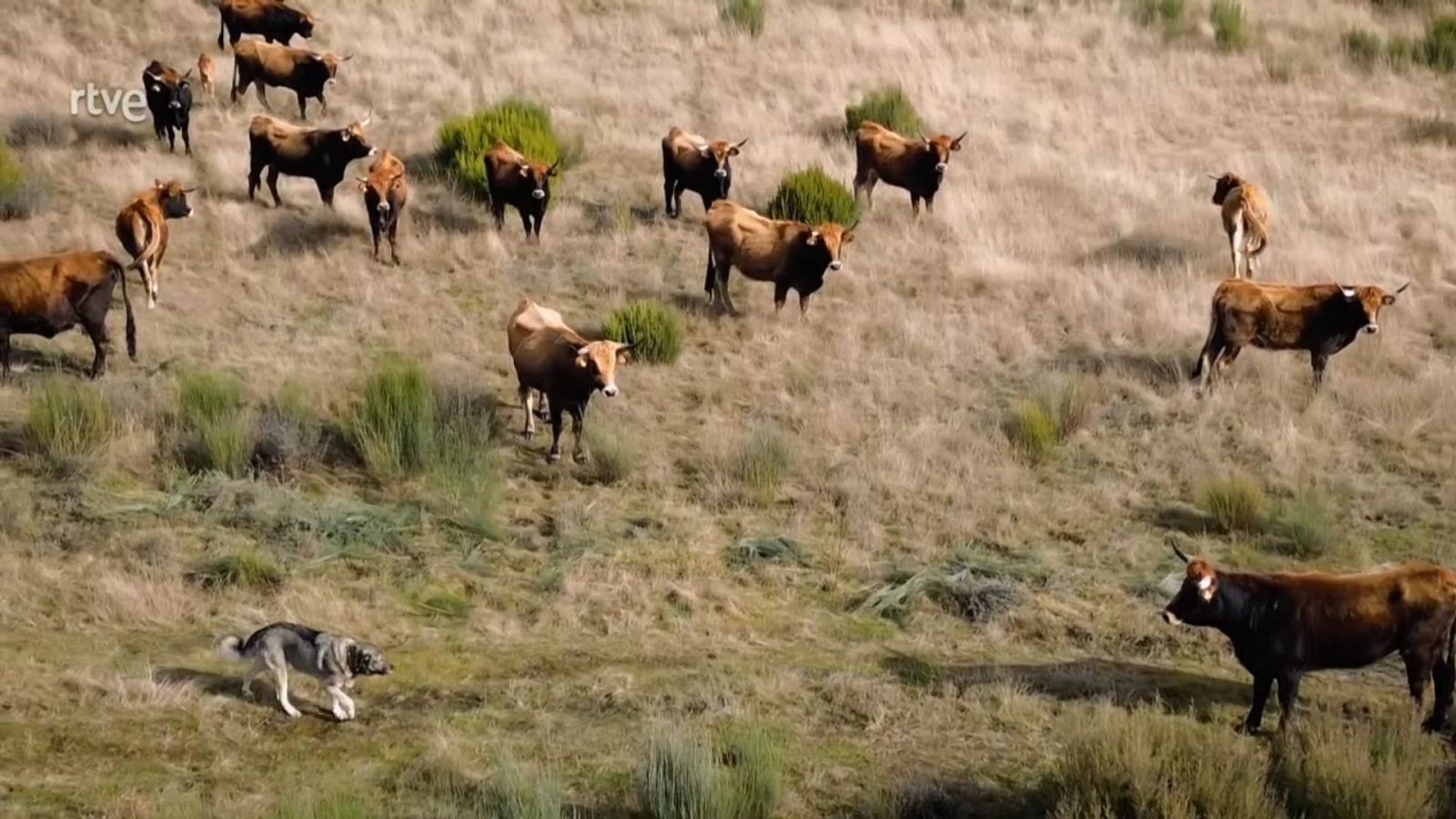 Ahora o nunca - Programa 324 - ver ahora