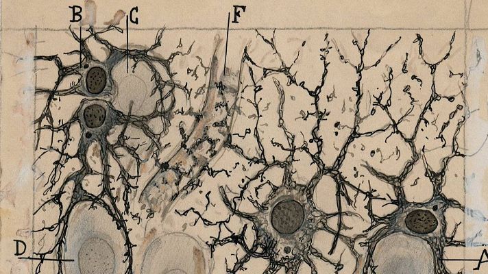 Telediario 2 - Santiago Ramón y Cajal, el artista que dibujó los secretos del cerebro e inspiró a las vanguardias