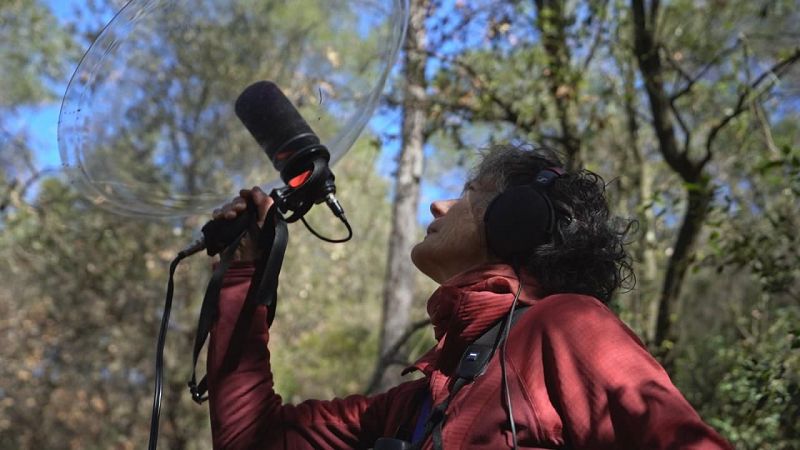 El escarabajo verde - Al compás de la naturaleza - ver ahora