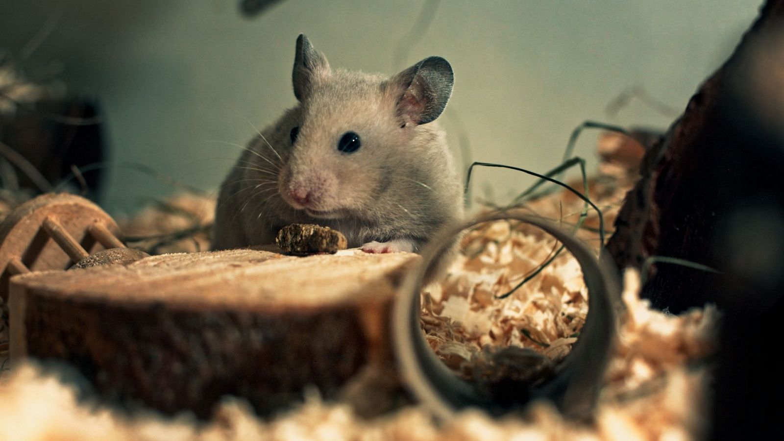 El cazador de cerebros - Todos estamos un poco "Locos" - ver ahora