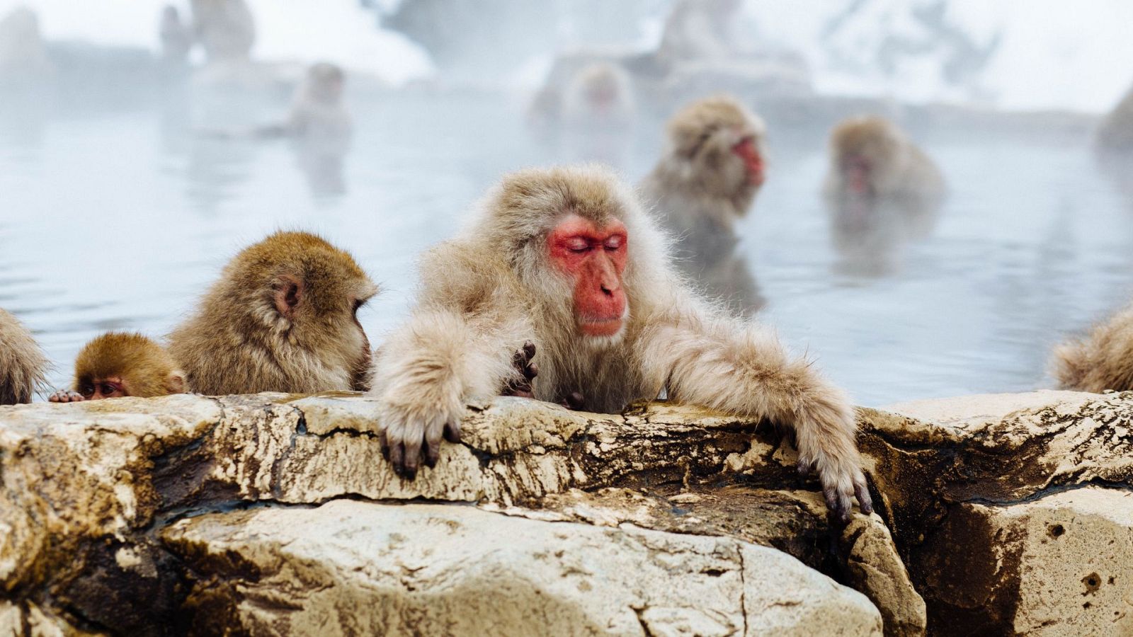 Un año salvaje en la tierra - Enero y febrero. Comienza el año. - ver ahora