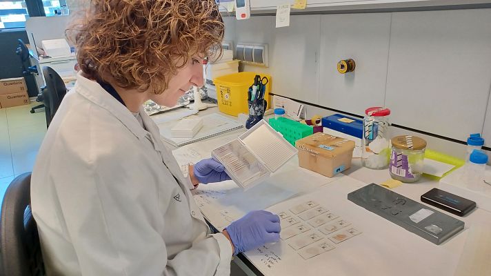 Telediario 2 - Investigadores de Barcelona descubren una variante genética del alzhéimer que afecta a millones de personas