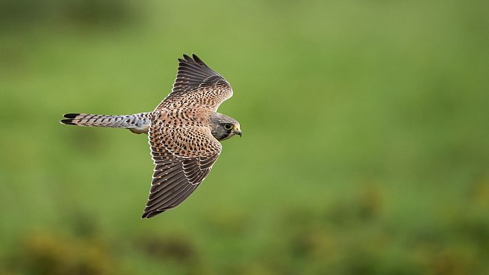 Un año salvaje en la Tierra - Mayo y junio. Tiempo de volatilidad