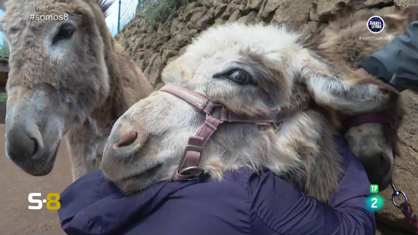 Somos 8 - 08/05/2024 - Somos 8 | Ver