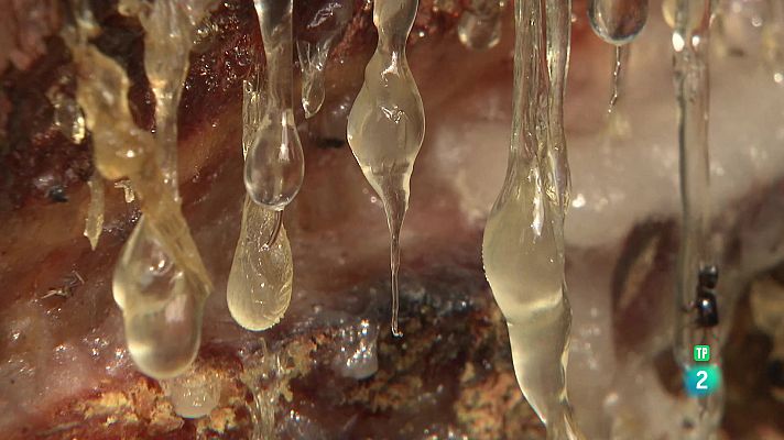 La aventura del Saber - La resina que da vida