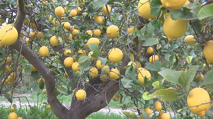 Agrosfera - Agrosfera - 11/05/24