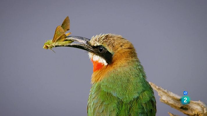 Som Documentals - Un any salvatge a la Terra: Juliol i agost, temps de migració