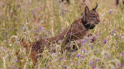 Sueltan dos ejemplares de lince ibrico para su recuperacin