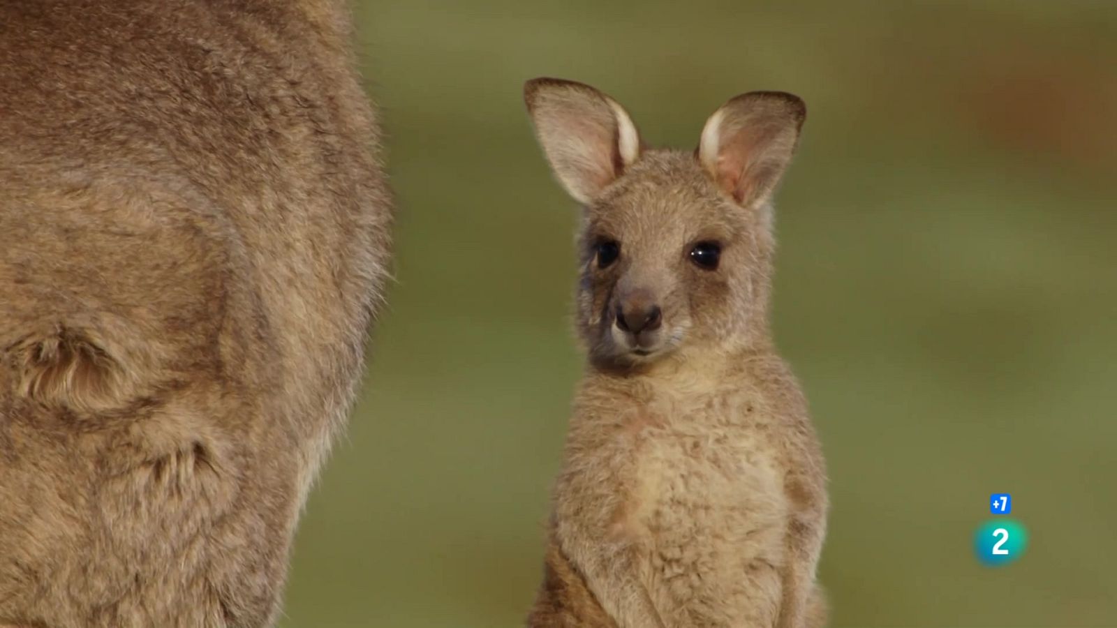 Grans Documentals - Un any salvatge a la Terra: Setembre i octubre, temps d'activació - Veure ara