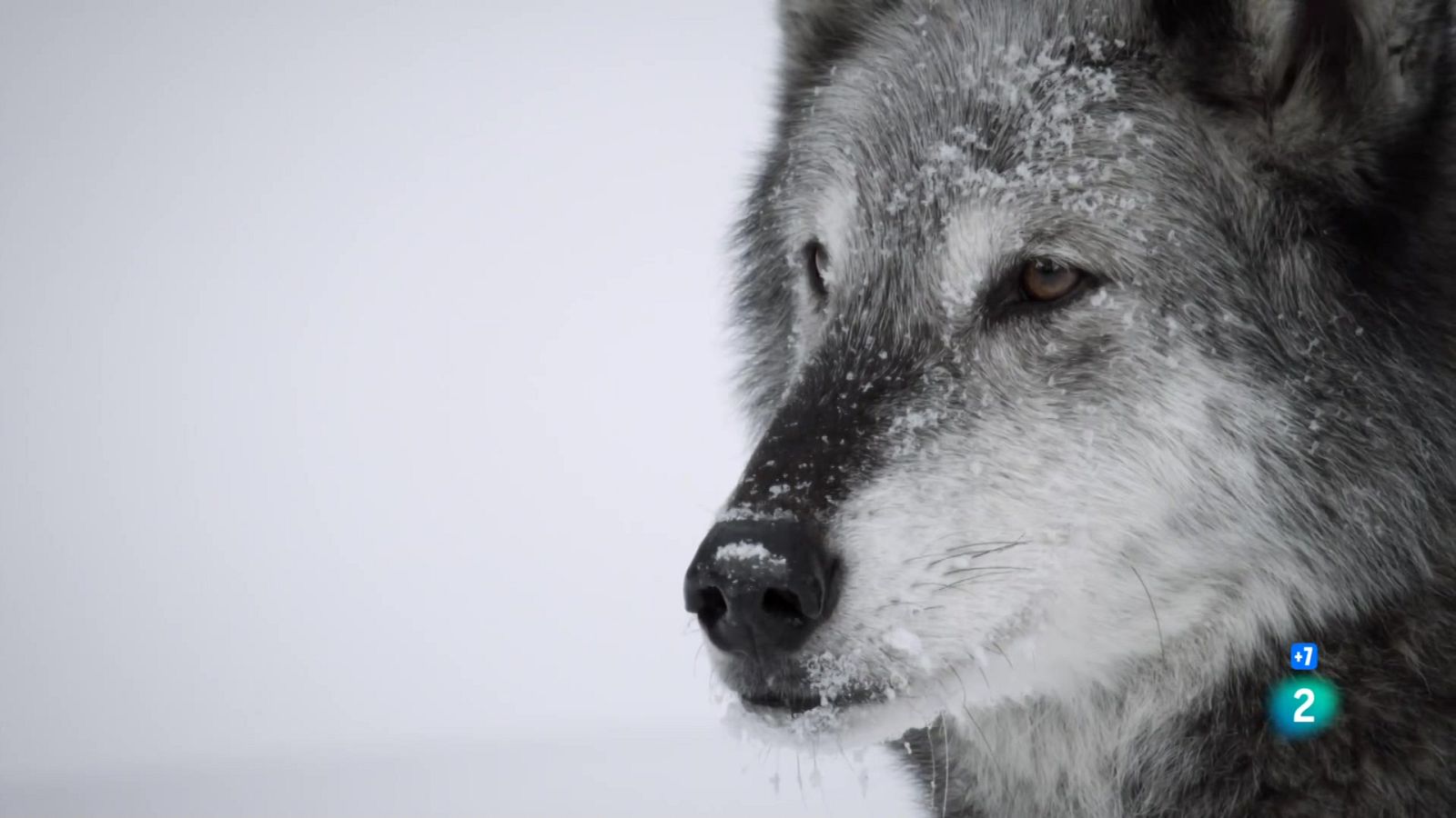 Grans Documentals - Un any salvatge a la Terra: Novembre i desembre, es tanca el cercle - Veure ara