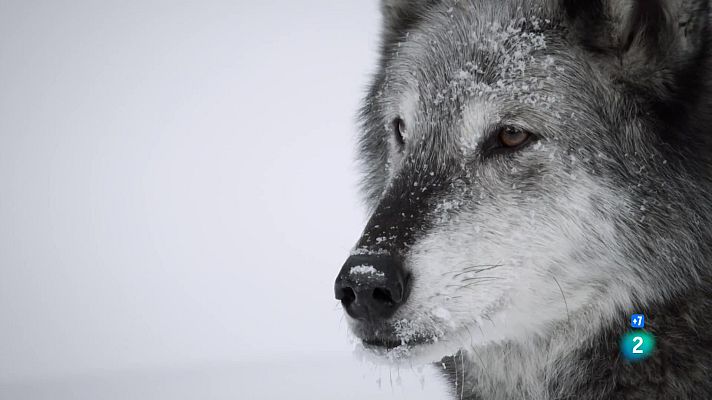 Som Documentals - Un any salvatge a la Terra: Novembre i desembre, es tanca el cercle