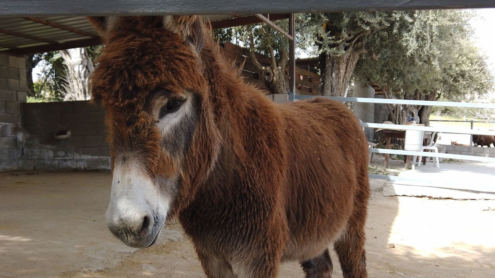 Sin equipaje - Chipre: Burros dorados, aldeas tradicionales