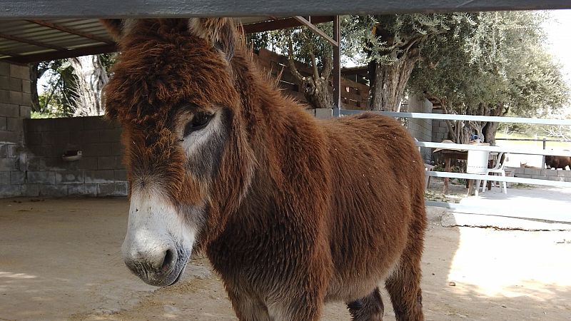 Sin equipaje - Chipre: Burros dorados, aldeas tradicionales - ver ahora