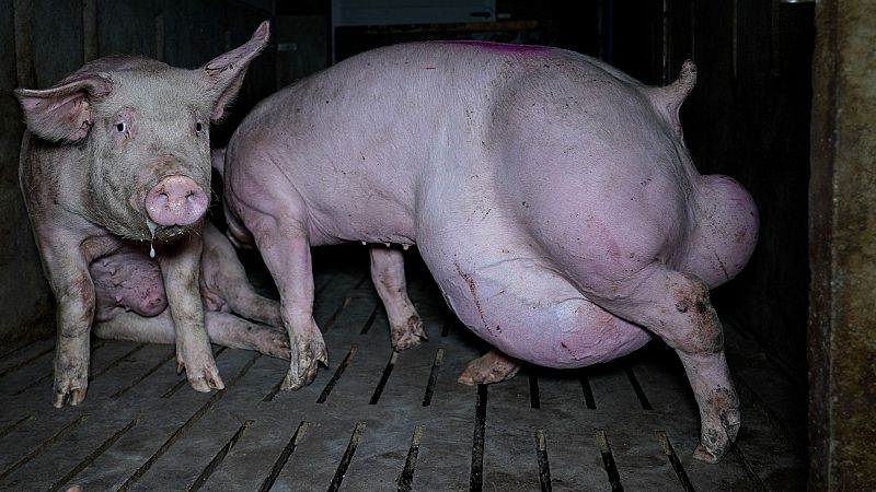 Una granja de los horrores en Burgos - Telediario 1 | Ver