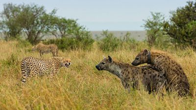 Leones contra hienas - Duelo de cazadores - ver ahora