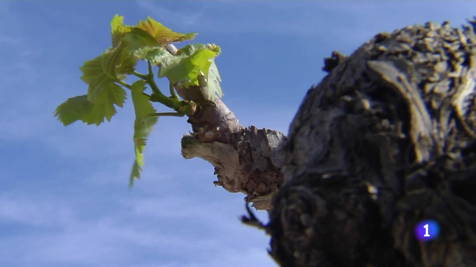 L'Informatiu de la Comunitat Valenciana 2 - 17/05/24 | Ver