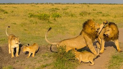 Leones contra hienas - La guerra de los clanes  - ver ahora