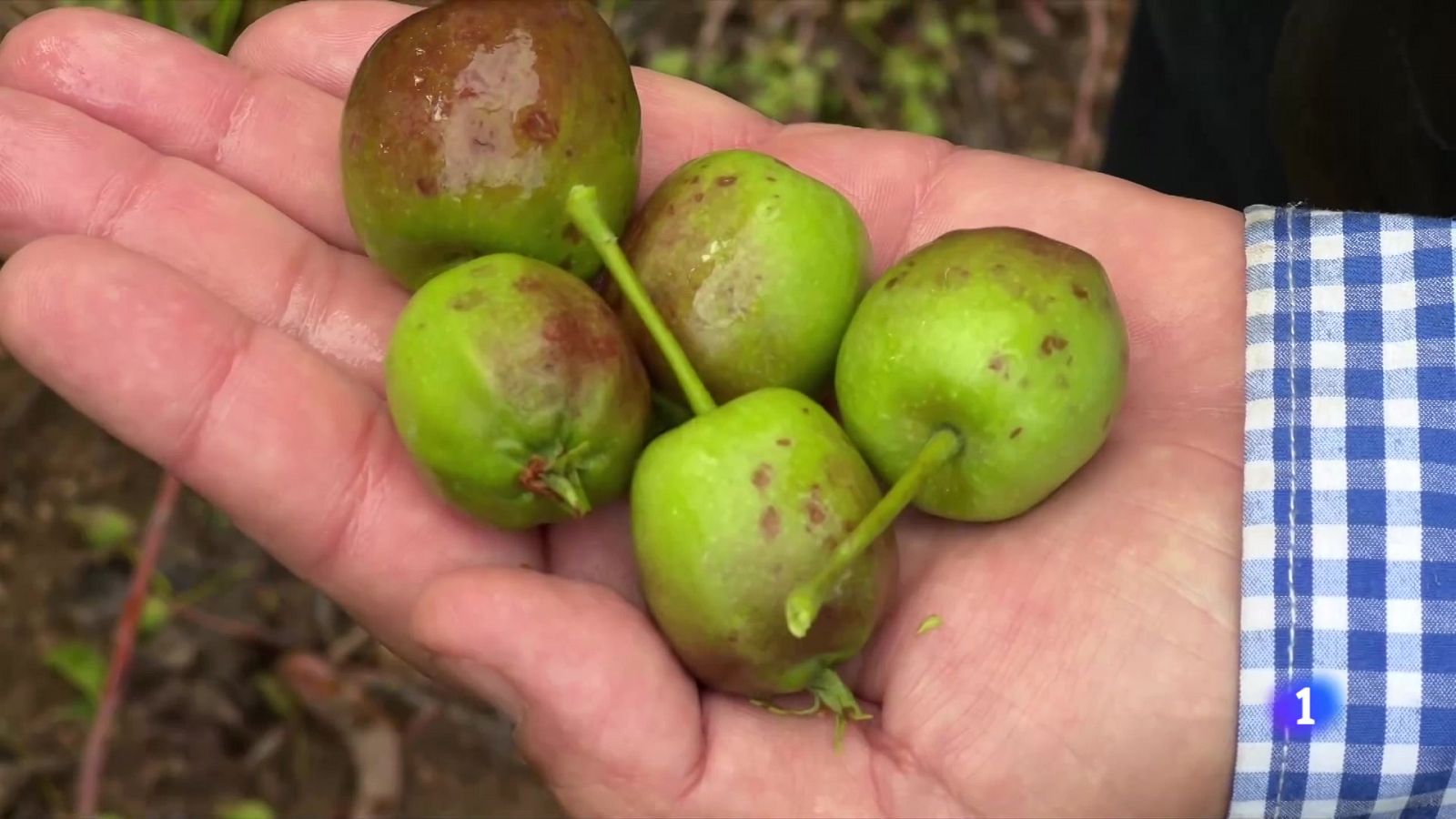 Les darreres pedregades castiguen la fruita dolça a alguns indrets de Lleida