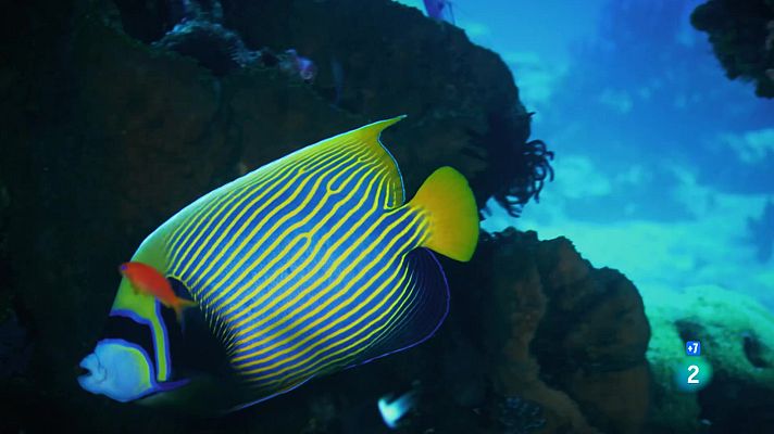 Som Documentals - A les profunditats de l'oceà: La procreació