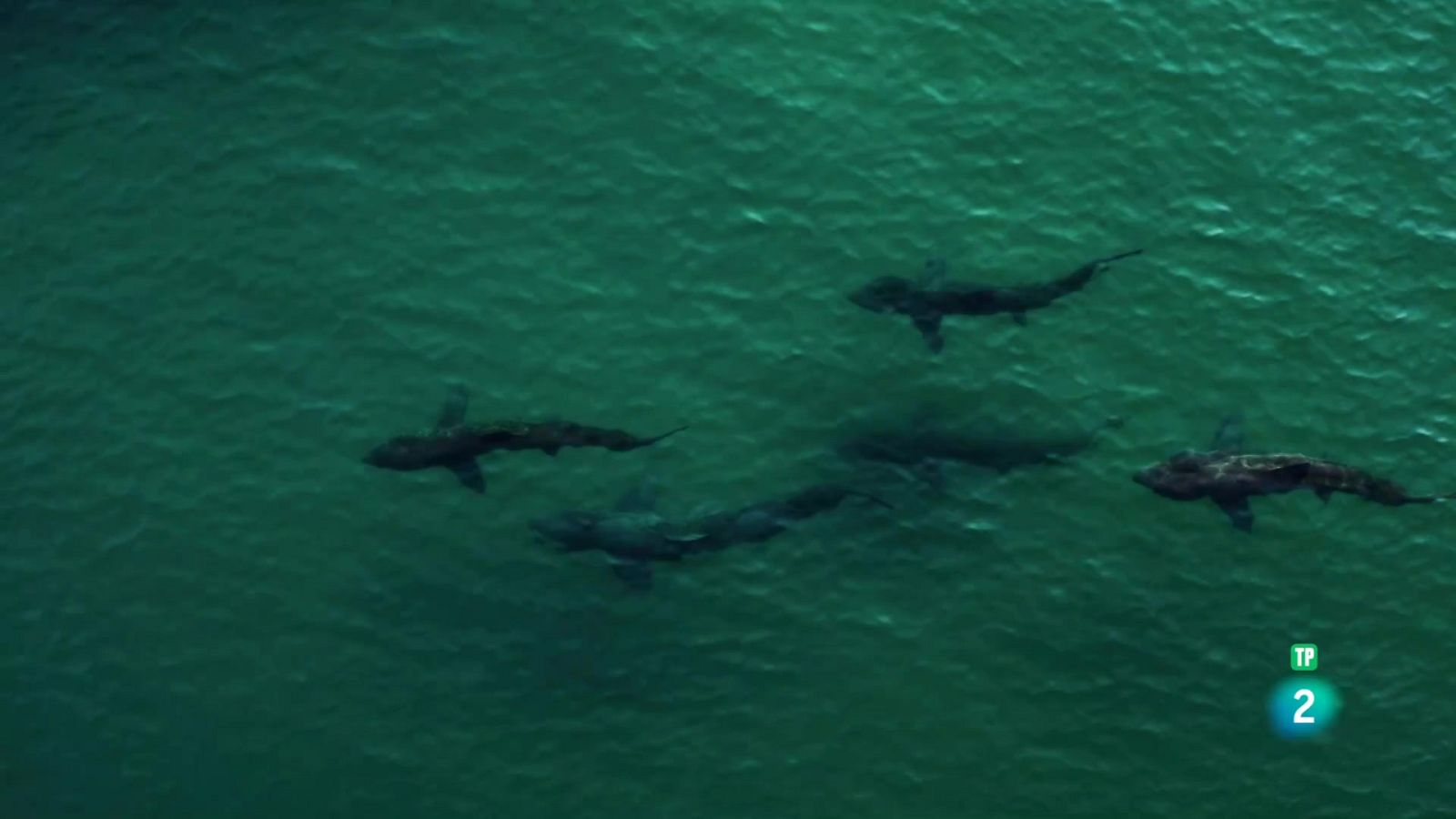 Grans Documentals - Les illes salvatges d'Irlanda: Hivern salvatge - Veure ara