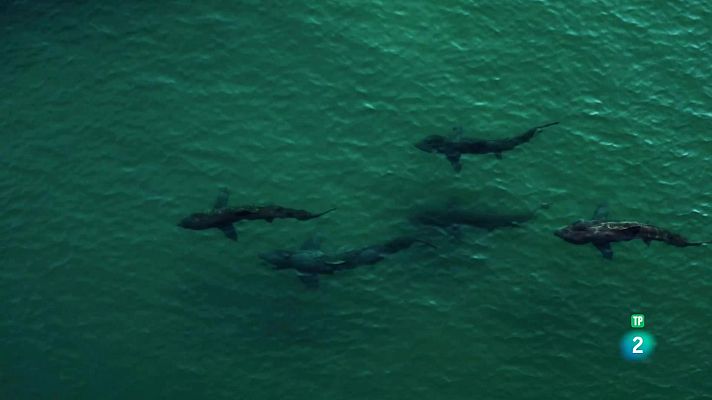 Som Documentals - Les illes salvatges d'Irlanda: Hivern salvatge