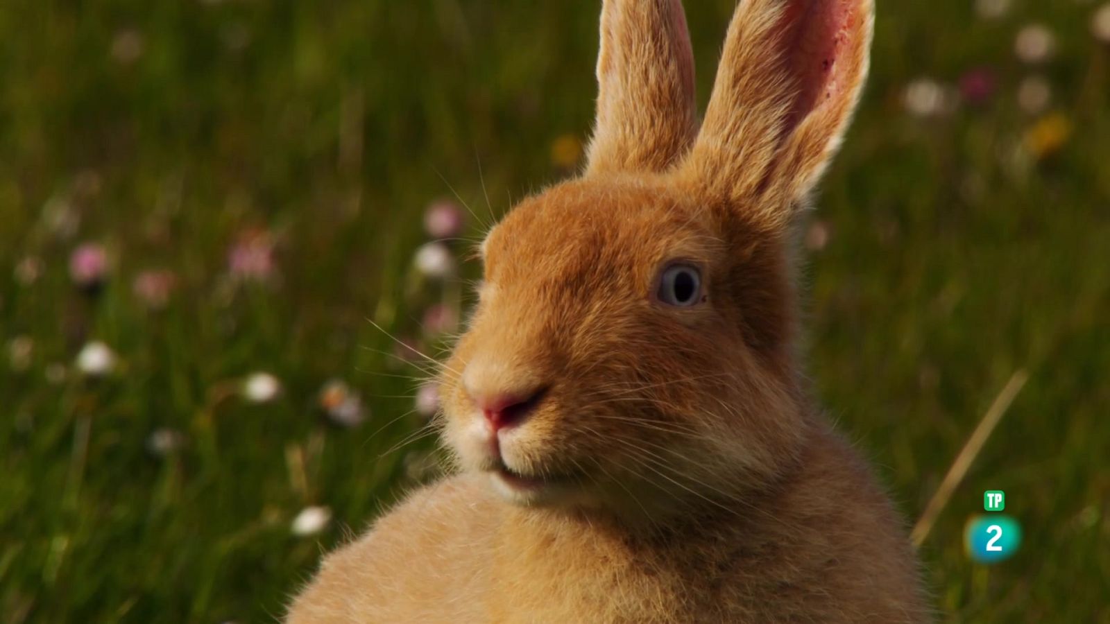 Grans Documentals - Les illes salvatges d'Irlanda: Estiu al límit - Veure ara