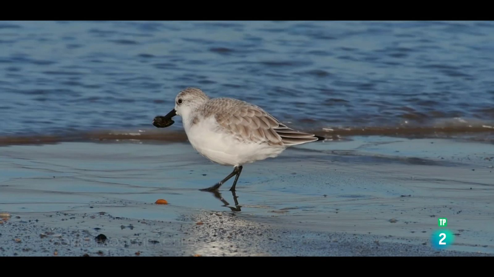 Grans Documentals - El món viu: El litoral - Veure ara