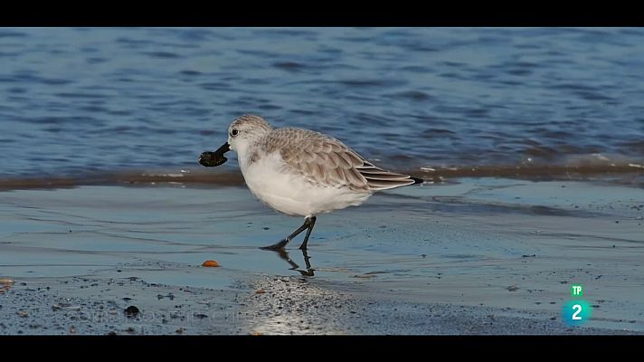 Som Documentals - El món viu: El litoral