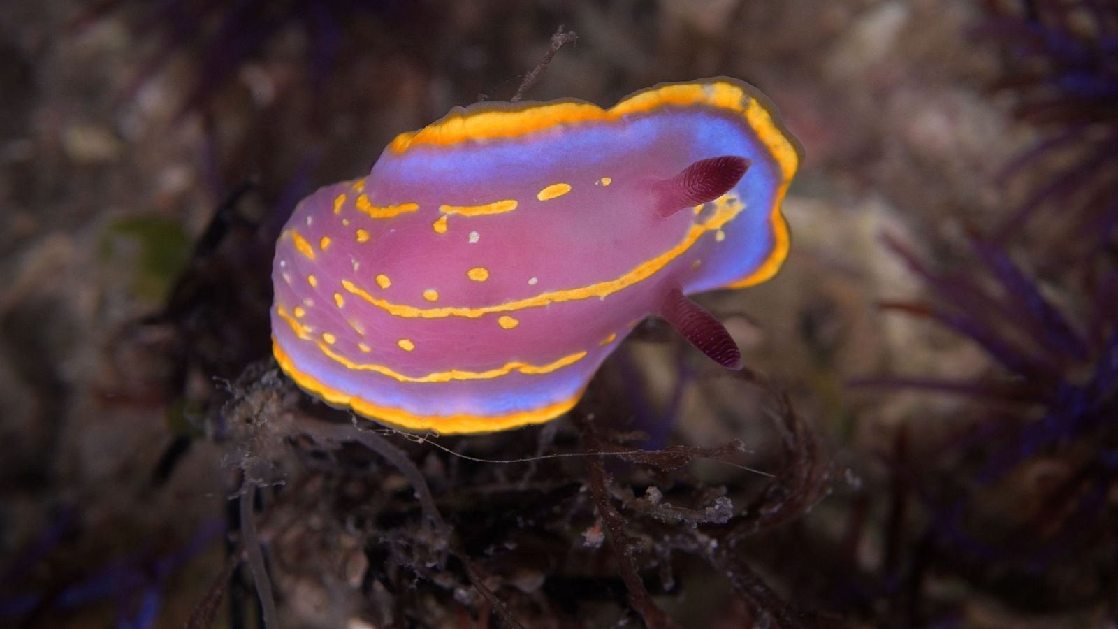 Viviente - Segunda parte - Los cursos de agua - ver ahora