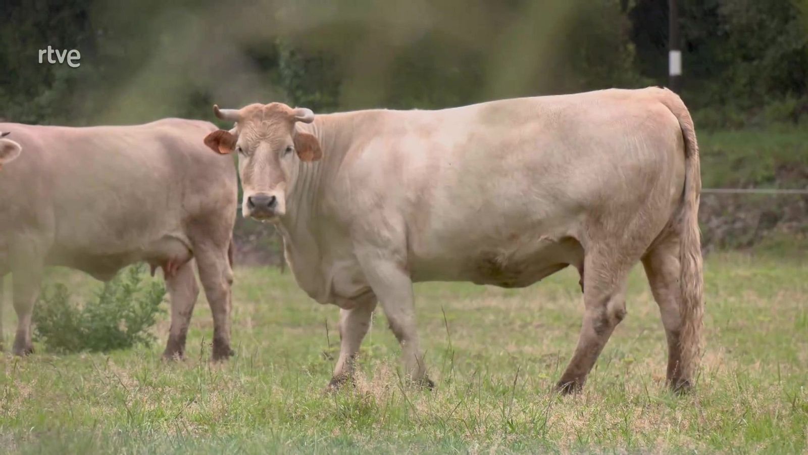 Aquí la Tierra - 23/05/24 - ver ahora