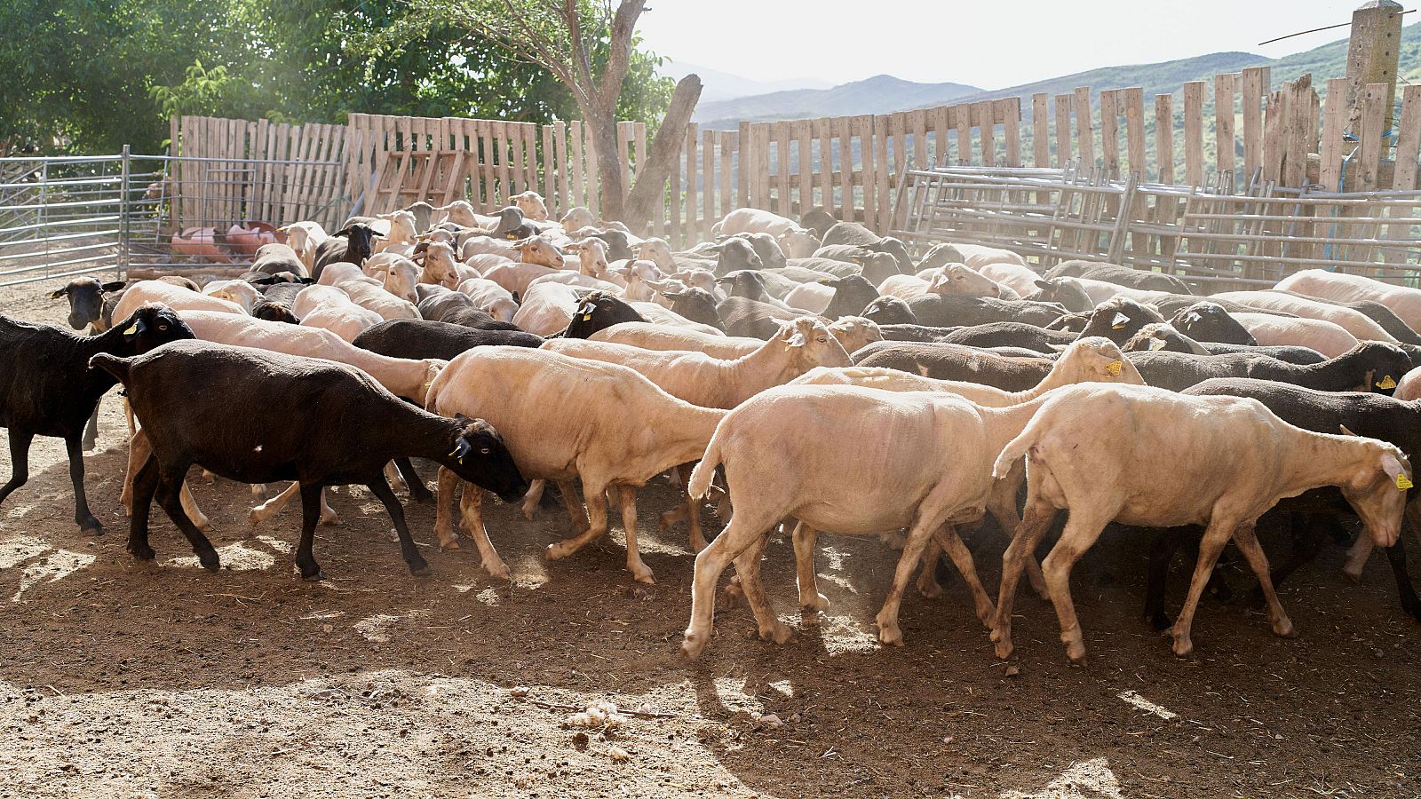 Pulso a la Agenda Verde: los ganaderos piden un equilibrio entre la sostenibilidad y la capacidad de adaptación