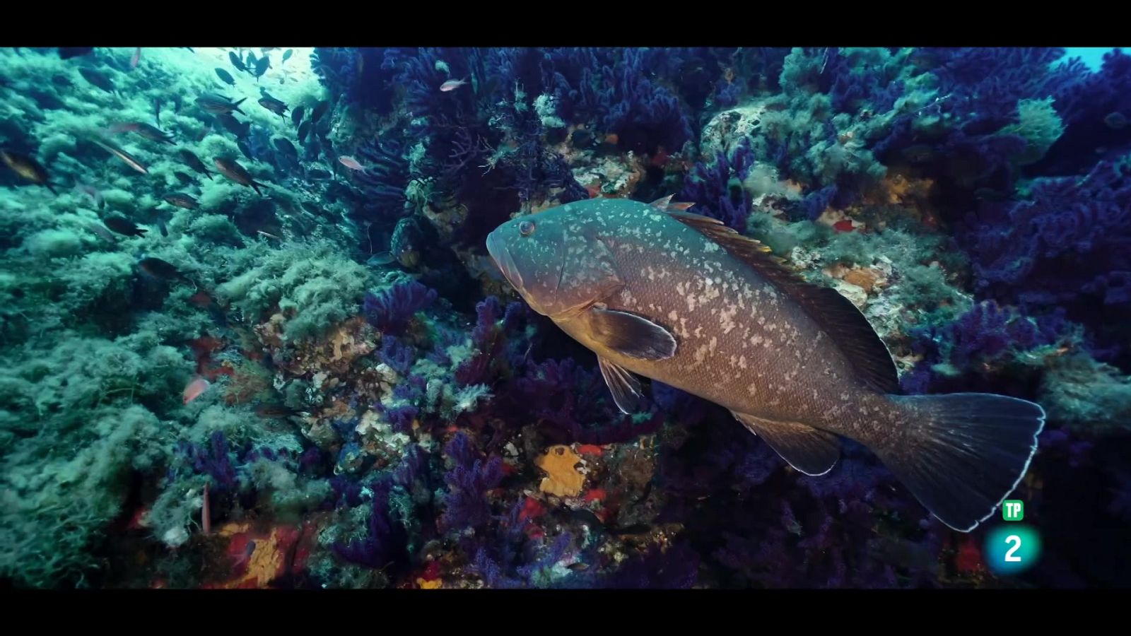 Grans Documentals - El món viu: Els cursos d'aigua - Veure ara