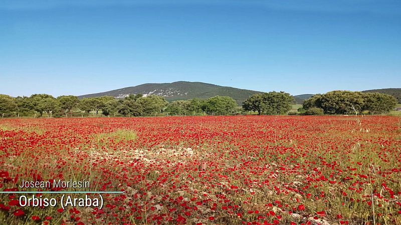 Chubascos en el interior del tercio norte de Cataluña y en el Pirineo oriental de Aragón - ver ahora