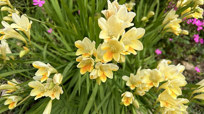 Jardines con historia - Jardín botánico Marimurtra. Blanes