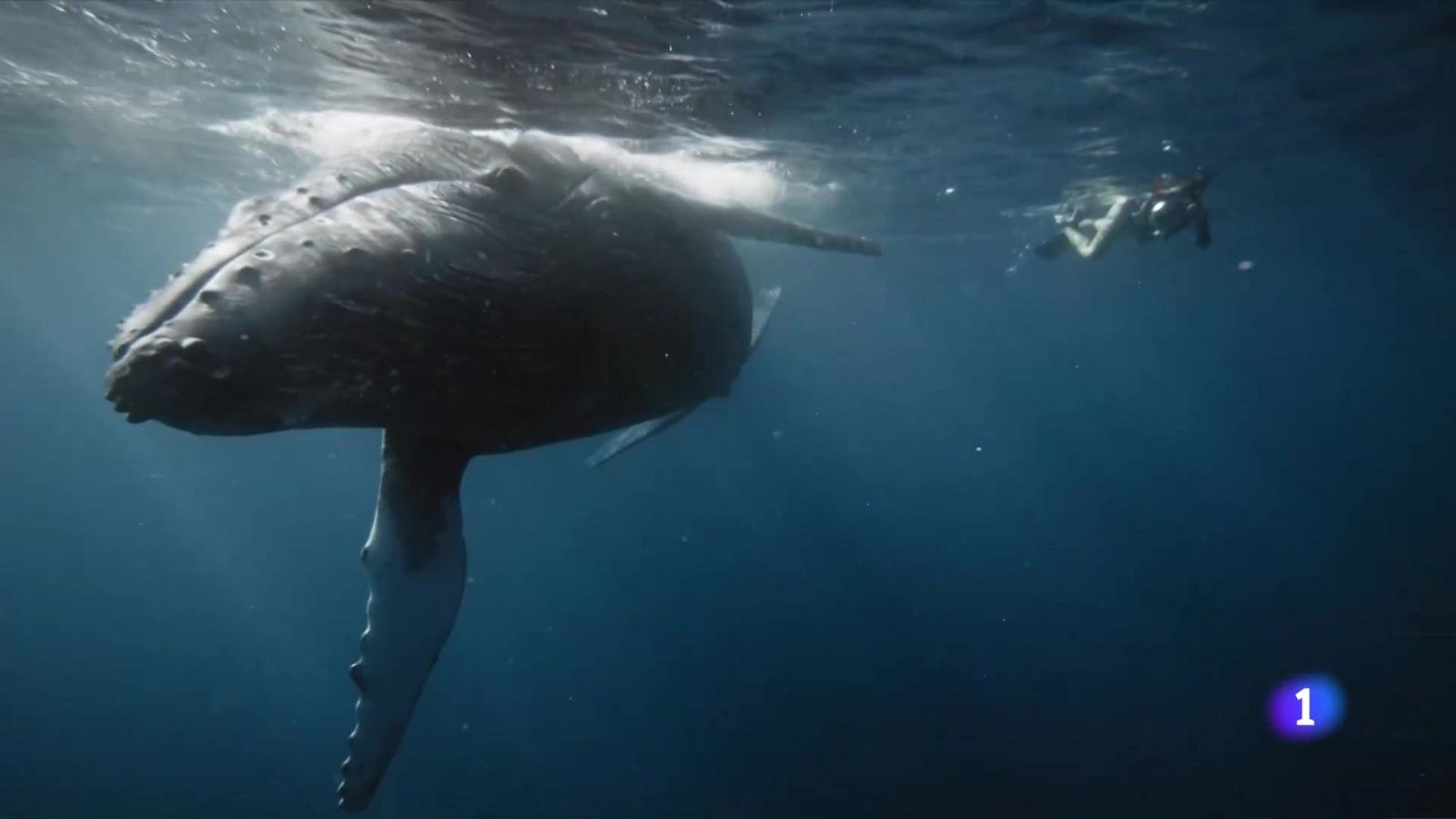 Ballenas con derechos | Ver