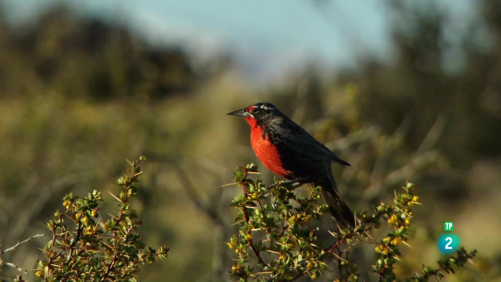 24 hores a la natura | Grans Documentals