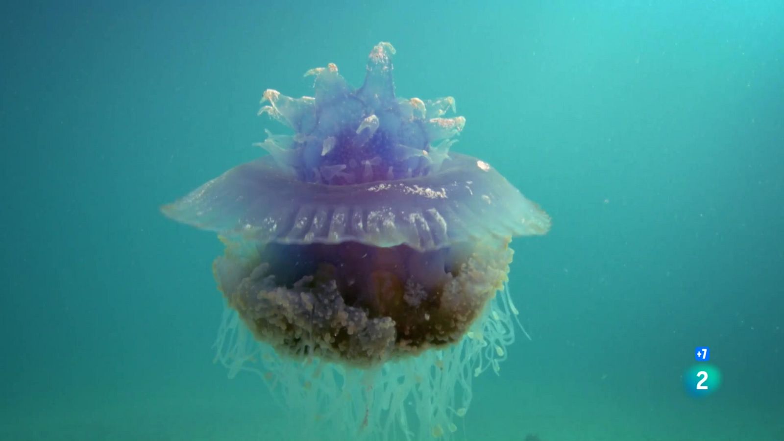 Grans Documentals - A les profunditats de l'oceà: Criatures peculiars - Veure ara