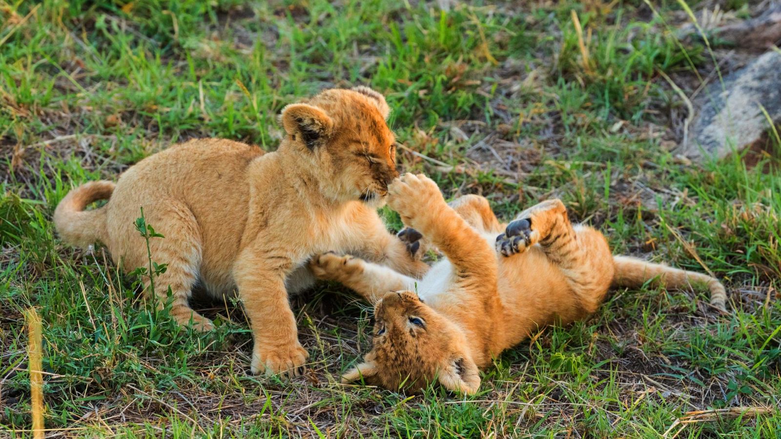 La hermandad de los leones - Episodio 1: El camino hacia la cima - ver ahora