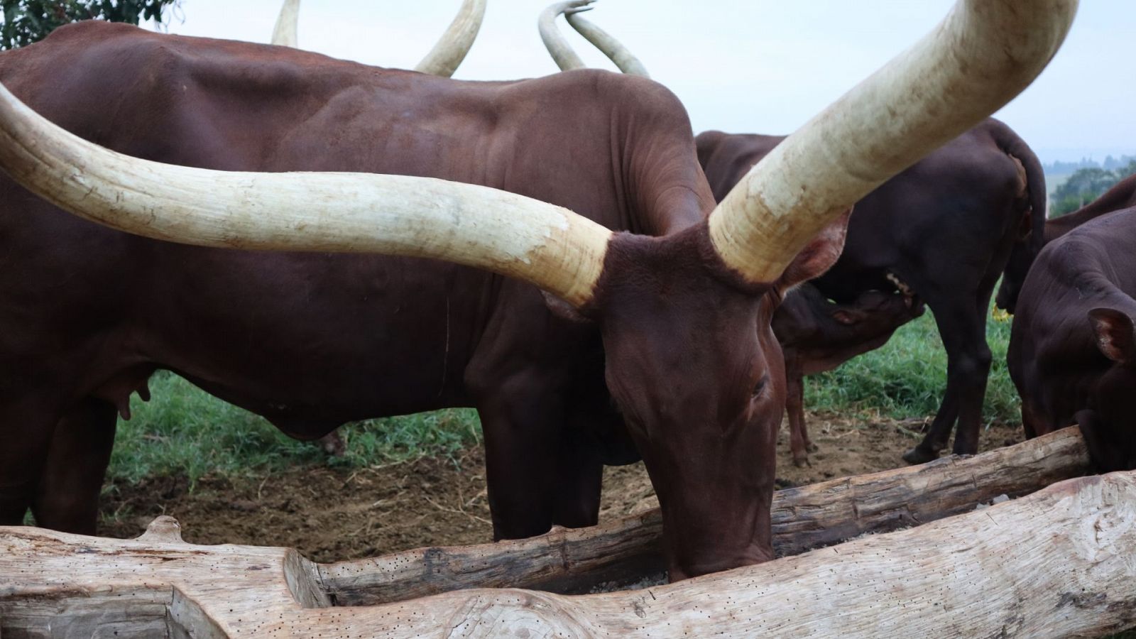 Sin equipaje - Uganda: Granja de Angkoles