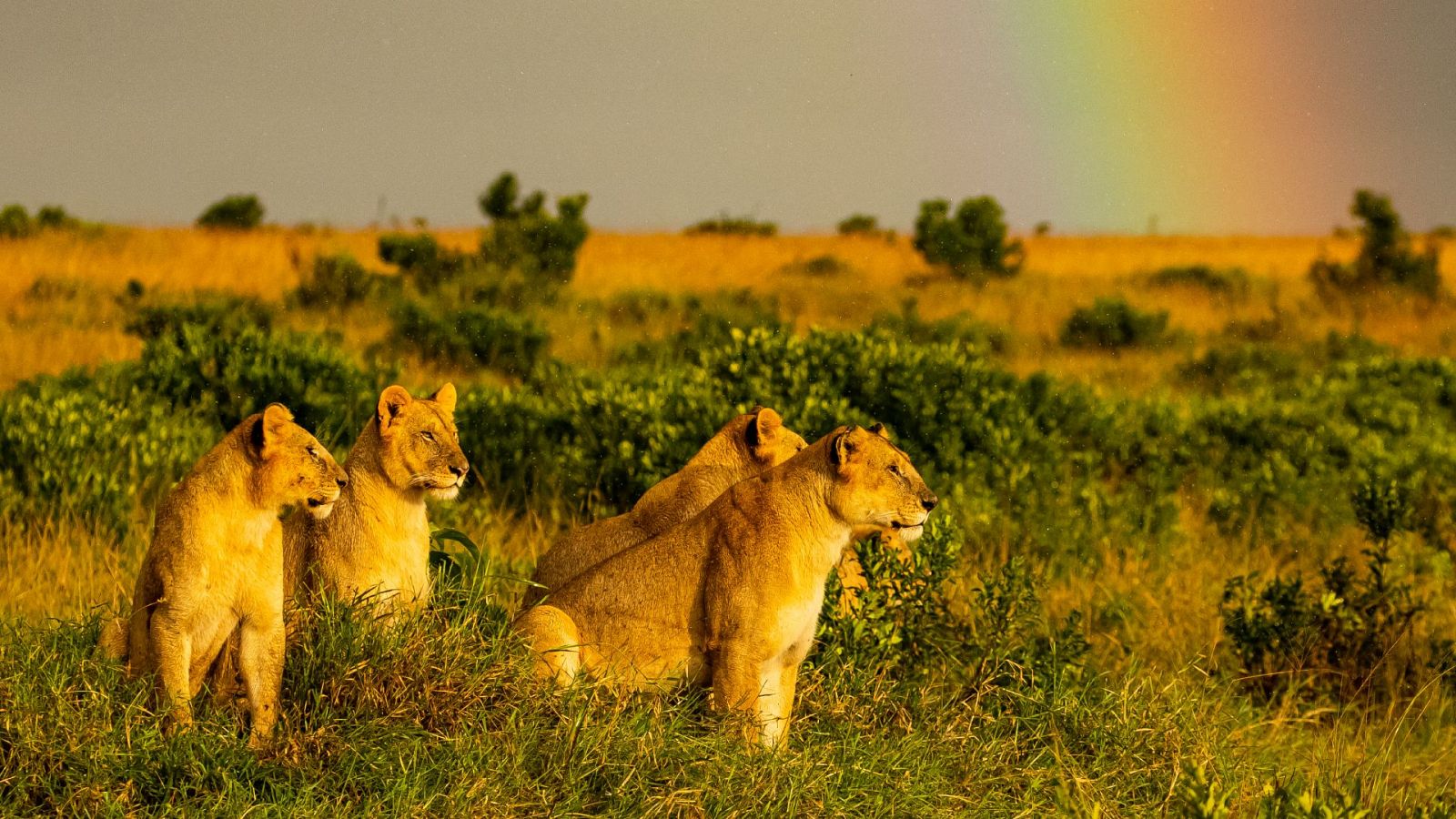 La hermandad de los leones - Episodio 2: Época de bonanza - ver ahora