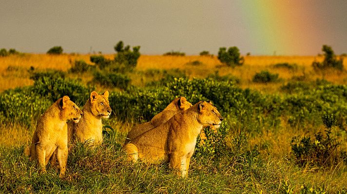 La hermandad de los leones - Época de bonanza