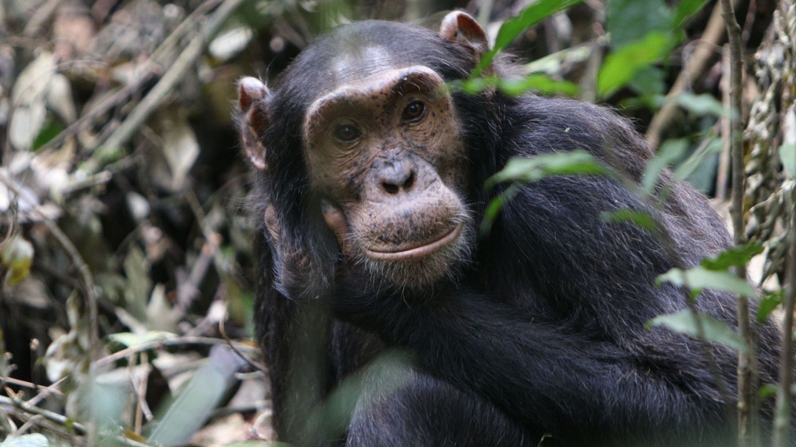 Sin equipaje - Uganda: Selva de los chimpancés salvajes - ver ahora